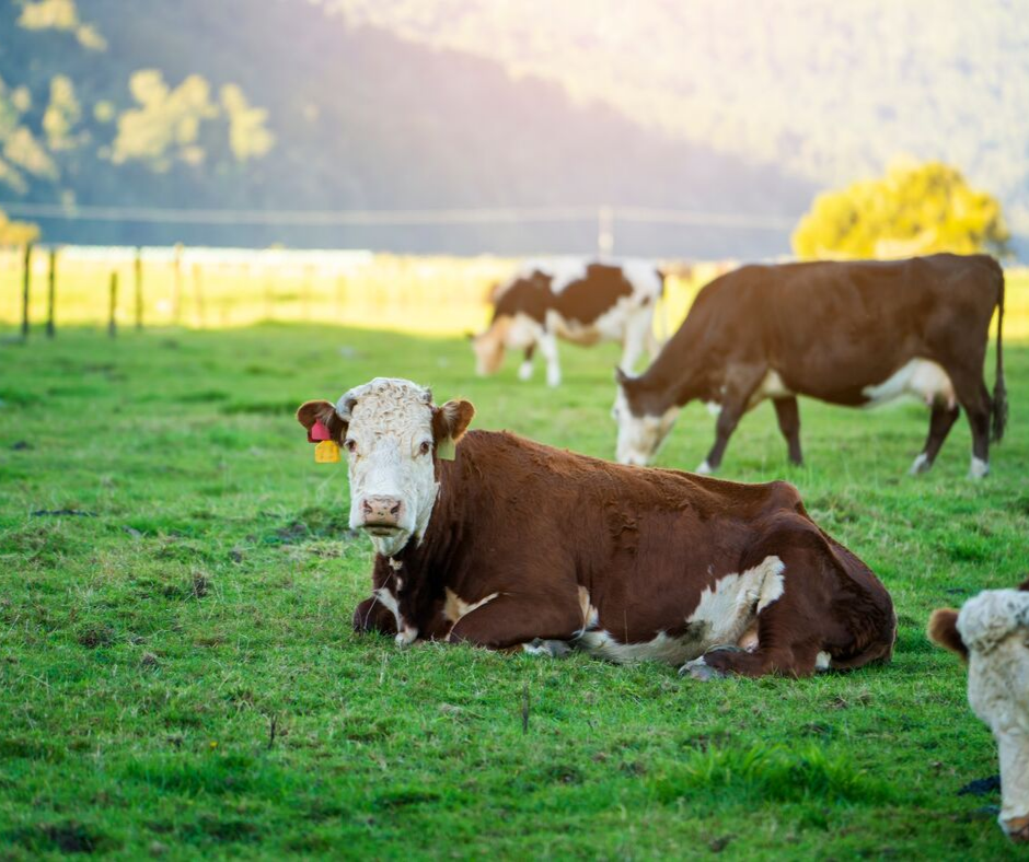 Grass and pasture seed at J&N Feed and Seed in Graham, Texas Brown cattle in green pasture